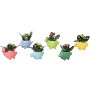 Thank you Teacher Arr. Indoor Ceramic Pot Dinosaur Ø12cm 1PP