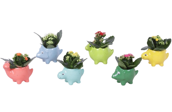 <h4>Thank you Teacher Arr. Indoor Ceramic Pot Dinosaur Ø12cm 1PP</h4>