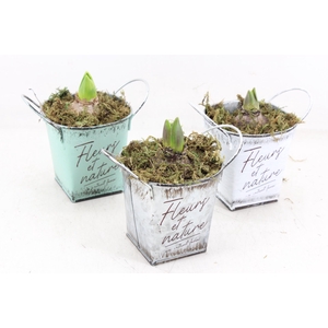 arr4 Hyacint FL - Fleurs 4kant potje