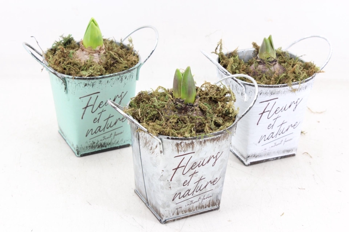 <h4>arr4 Hyacint FL - Fleurs 4kant potje</h4>