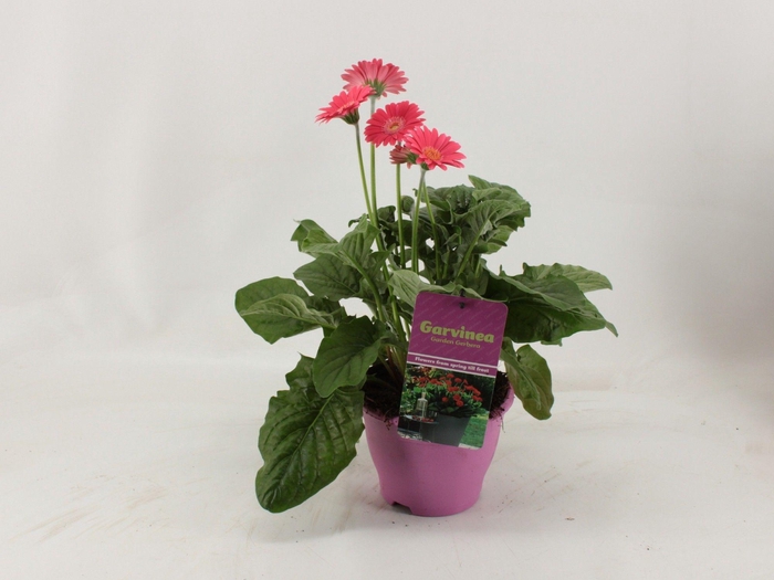 <h4>Gerbera XL Garvinea 4+ roze</h4>
