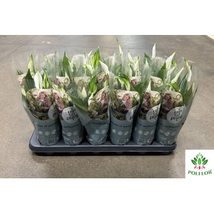 Spathiphyllum Pearl Cupido 9Ø 35cm 3fl