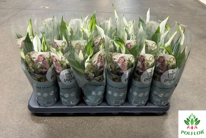 Spathiphyllum Pearl Cupido 9Ø 35cm 3fl