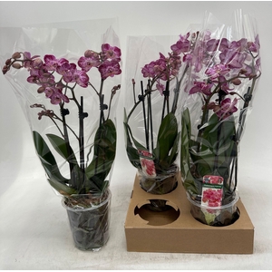 PHAL GEM