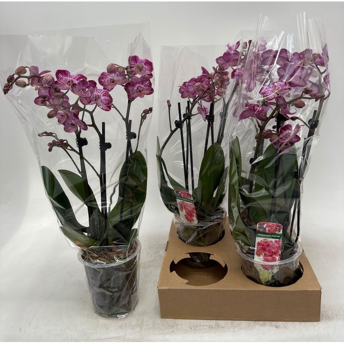 <h4>PHAL GEM</h4>