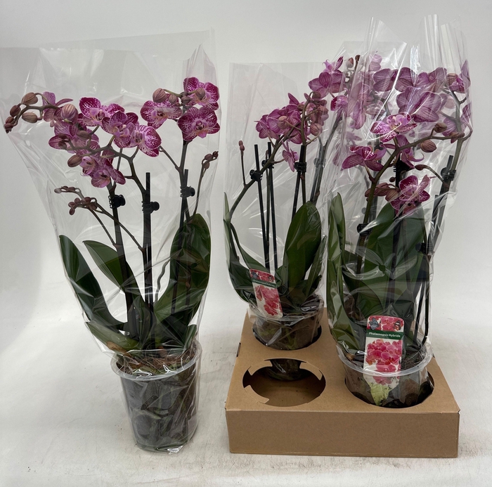 <h4>PHAL GEM</h4>