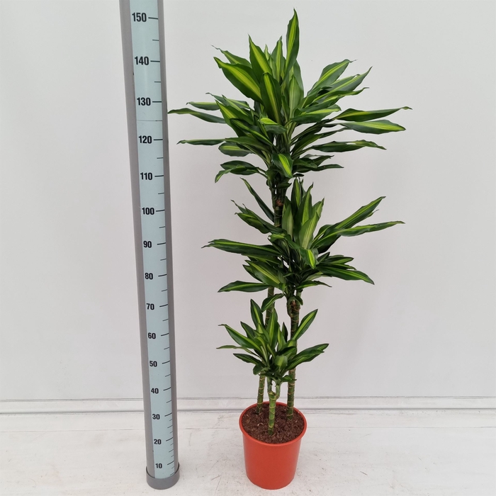 <h4>Dracaena frag. 'Cintho'</h4>