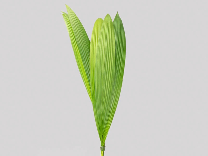 FOLHAGEM CURCULIGO