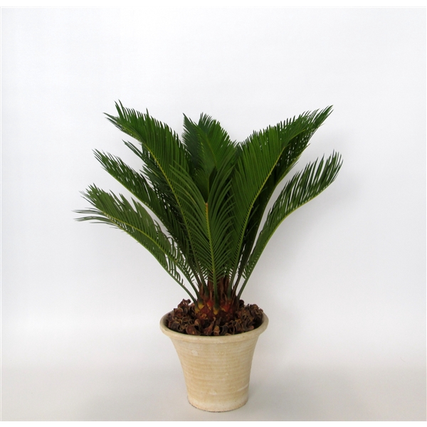 <h4>Cycas in hosta small creme</h4>