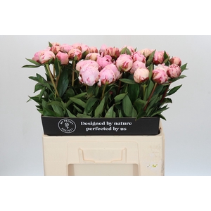 Paeonia Sarah Bernhardt