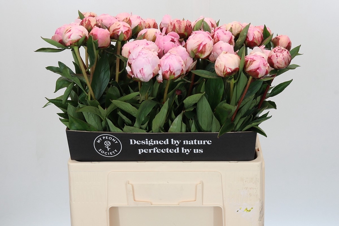 Paeonia Sarah Bernhardt