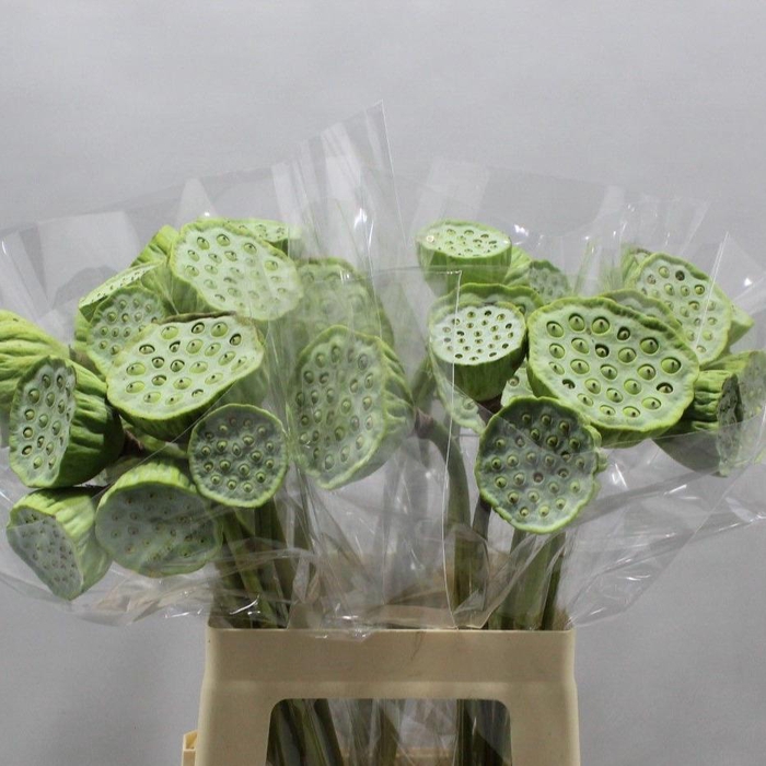 <h4>NELUMBO NUCIFERA</h4>