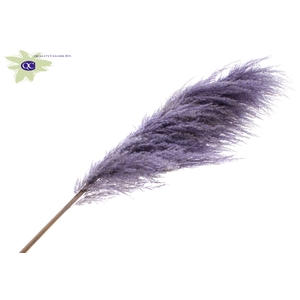 Pampas grass ± 175cm p/pc in poly milka