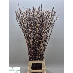 SALIX MAGICAL SILVER