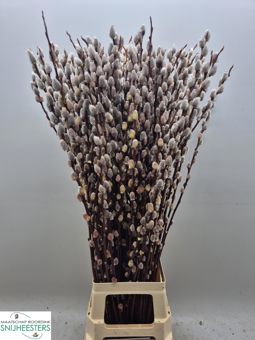 <h4>SALIX MAGICAL SILVER</h4>