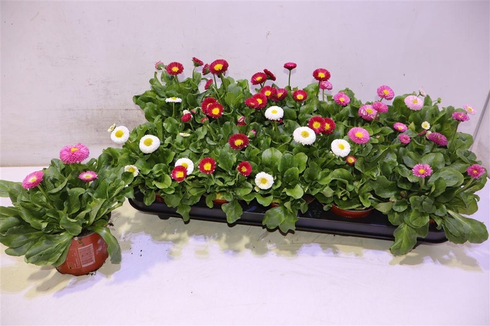 <h4>Bellis Perennis Gem</h4>