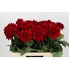 Dahlia Heatwave
