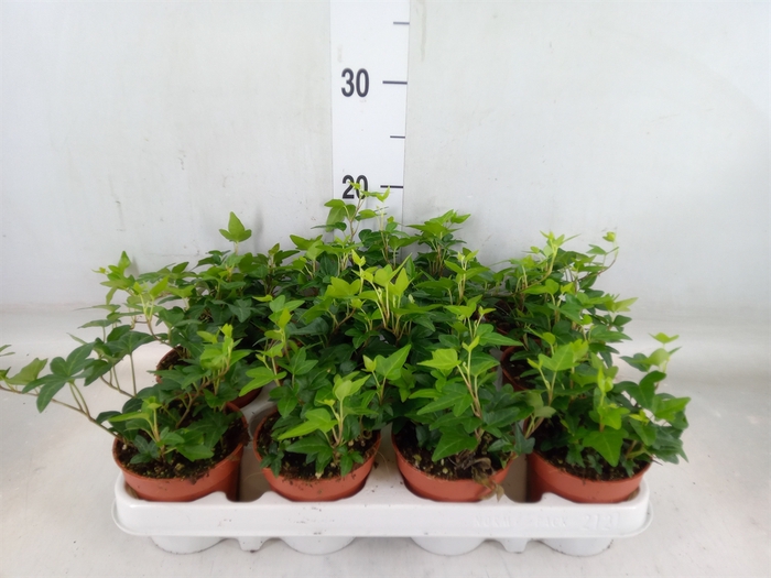 <h4>Hedera helix 'Shamrock'</h4>