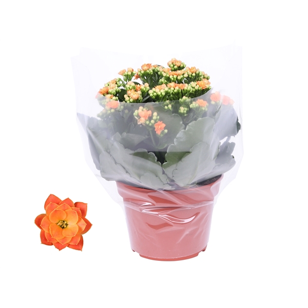 <h4>Kalanchoe Rosalina 15cm Don Pedro oranje, Blanco hoes</h4>