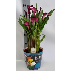 Zantedeschia 19cm potcover Blauw - Paars