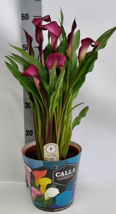 <h4>Zantedeschia 19cm potcover Blauw - Paars</h4>