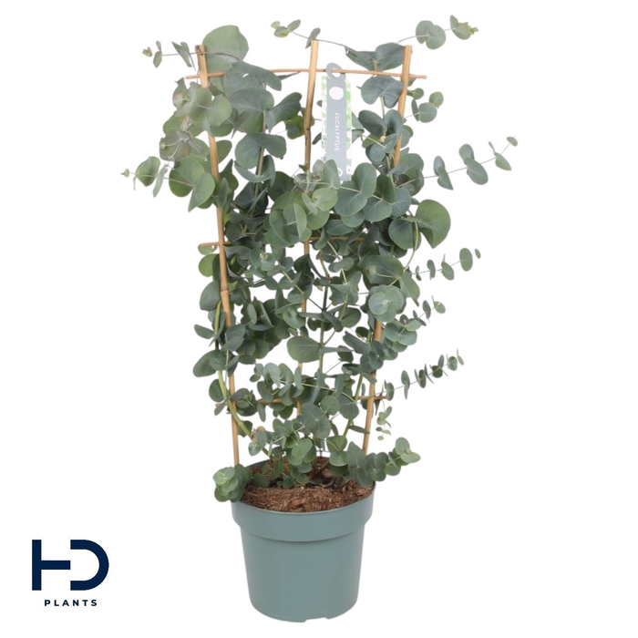 <h4>Eucalyptus cinerea</h4>