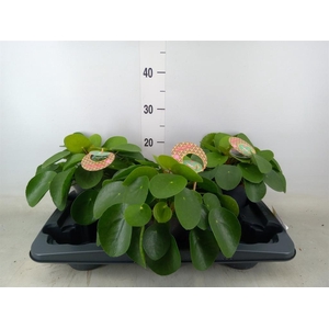 Pilea peperomioides