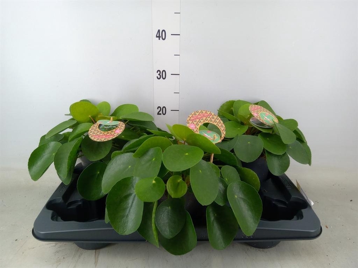 <h4>Pilea peperomioides</h4>