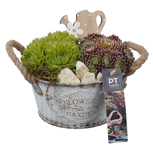 PTS7336 Arrangement Sempervivum in metalen pot