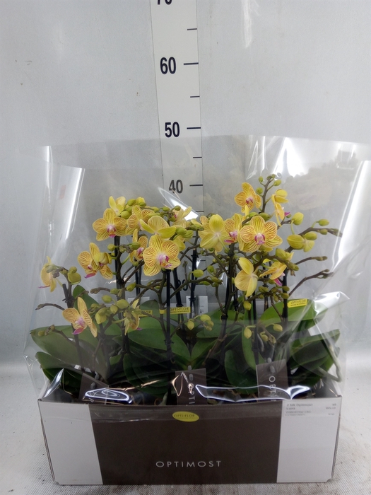 <h4>Phalaenopsis multi.   ...rose</h4>