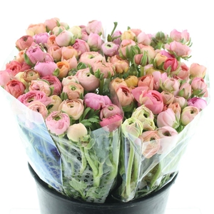 Ran El Pastel Pink Super