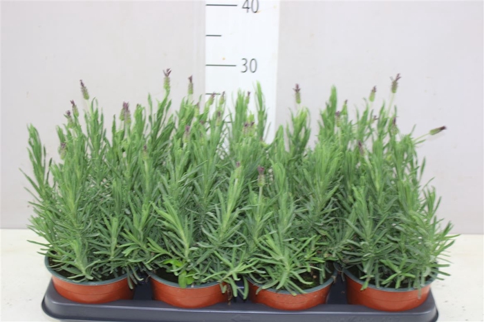 <h4>Lavandula Stoechas</h4>