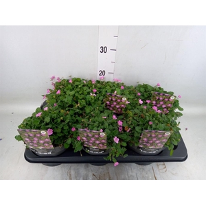 Erodium variabile 'Bishops Form'