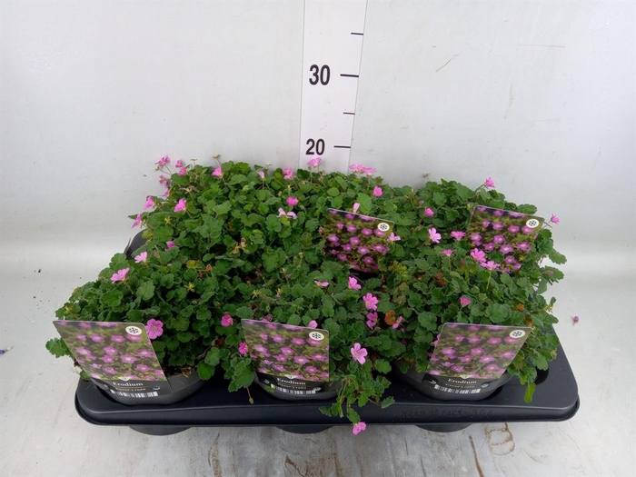 <h4>Erodium variabile 'Bishops Form'</h4>