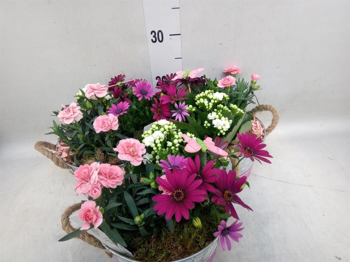 <h4>Arr.   Tuinplanten L%</h4>