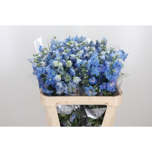 Delphinium El Jewel