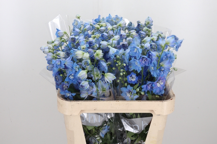 <h4>Delphinium El Jewel</h4>