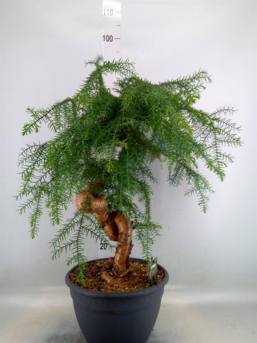 <h4>Araucaria   ...</h4>