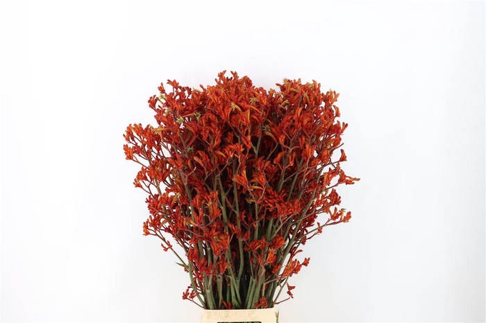 <h4>Anigoz Orange Fever</h4>