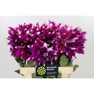 Dahlia England's Glory