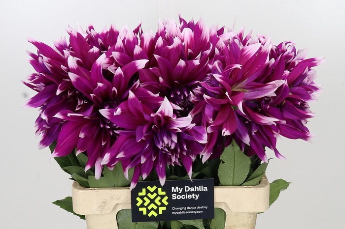 <h4>Dahlia England's Glory</h4>