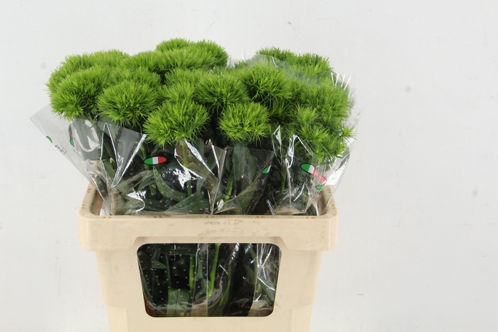 <h4>DI BARB KIWI MELLOW</h4>