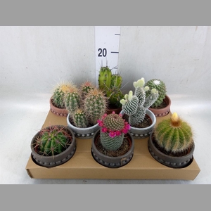 Cactus   ...