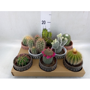 Cactus   ...