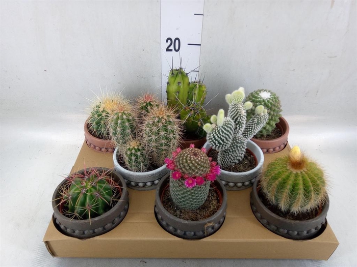 <h4>Cactus   ...</h4>