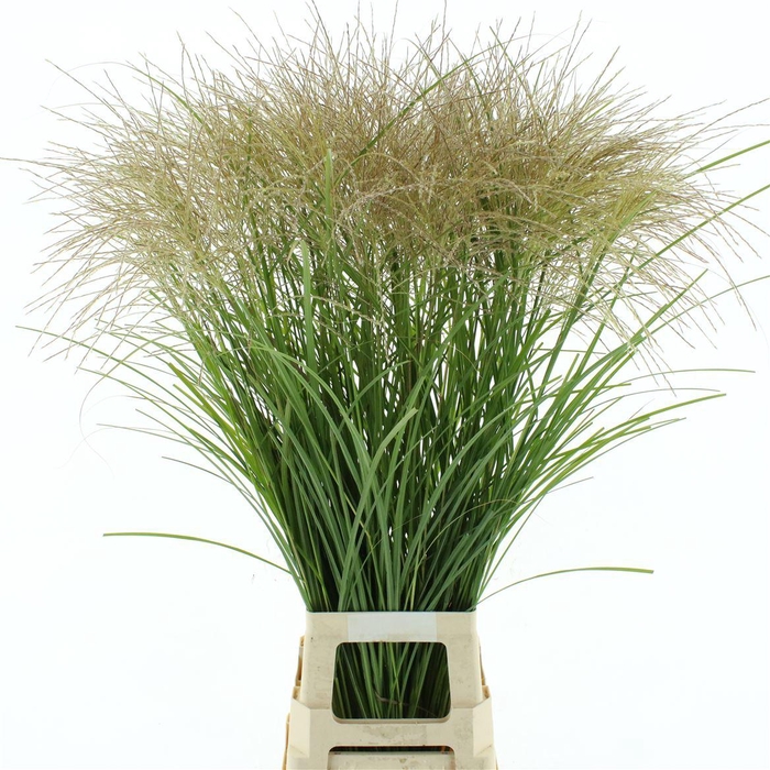 <h4>Mischanthus White</h4>