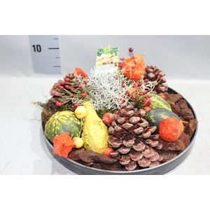 ARR SIERFRUIT