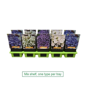 Campanula mix laag P11