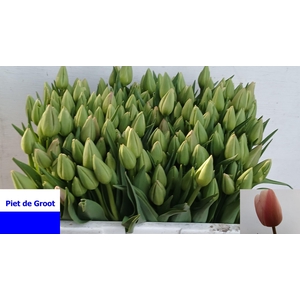 TU EN OLLIOULES  ( PLUK  )