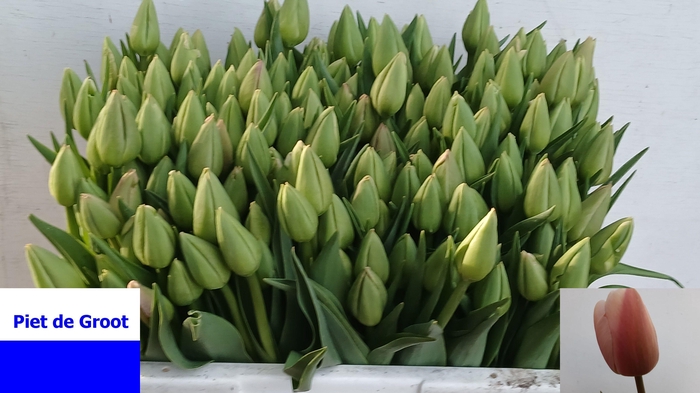 <h4>TU EN OLLIOULES  ( PLUK  )</h4>